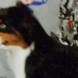 Aussiedoodles and Miniature American Shepherds from Rosewood Companions