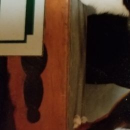 Aussiedoodles and Miniature American Shepherds from Rosewood Companions