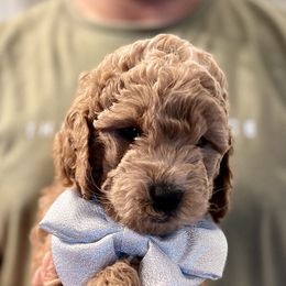 Goldendoodle Puppies from Ohio Valley Doodles
