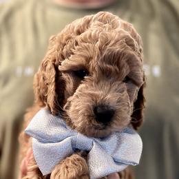 Goldendoodle Puppies from Ohio Valley Doodles