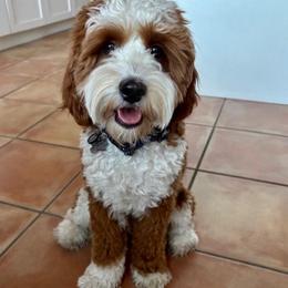 Teddy - Cavapoo
