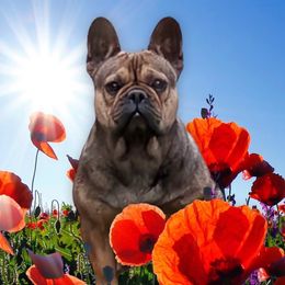 Genie - French Bulldog
