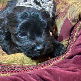 Teacup Juliet - Black female Schnoodle puppy in Kentucky from Mrs Bs Teeny Schnauzers & Doodles