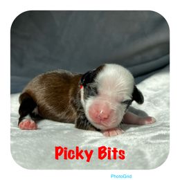 Goldendoodle and Tibetan Terrier Puppies from Dood Ranch Doodles & Kildare Tibetan Terriers