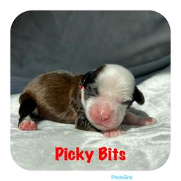 Goldendoodle and Tibetan Terrier Puppies from Dood Ranch Doodles & Kildare Tibetan Terriers