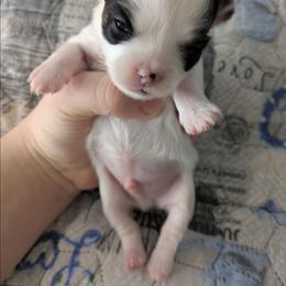 Louis - Black and white male Chihuahua puppy in Amity, Pennsylvania from Baxters Chihuahuas