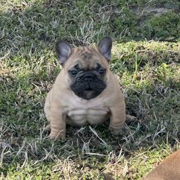 Girl 1 - Fawn female French Bulldog puppy in Girard, Kansas from Frenchie Kingdom