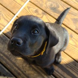 Labrador Retrievers from Feywild Kennels