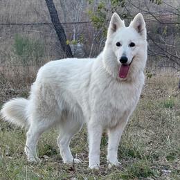 Berger Blanc Suisse puppies from Scenic Creek German Shepherds and White Swiss Shepherds