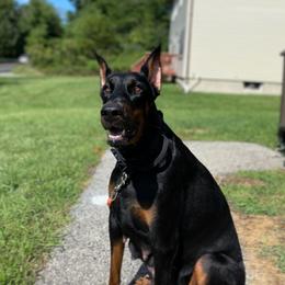Amaya - Doberman Pinscher