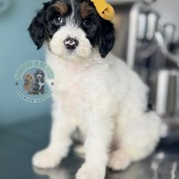 Cookie - Black and white female Sheepadoodle puppy in Marion, Ohio from Doodles & Doxies