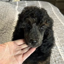 Boy 2 - Phantom Poodle puppy in Bryan, Texas from JRS Poodles