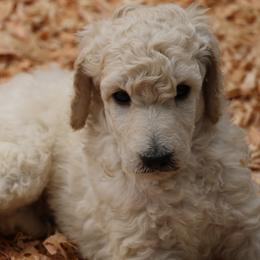 Jackson - White male Poodle puppy in Ephrata, Washington from NCR Ranch
