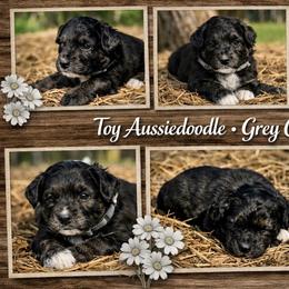 Grey collar toy - Black tri-color male Aussiedoodle puppy in 32046, Florida from River Hill Ranch