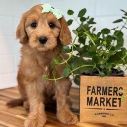 Mint - Red  female Goldendoodle puppy in Hesperia, Michigan from Red Acres Poodles & Doodles