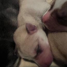 Mustadio - Sable and white male Siberian Husky puppy in Bangs, Texas from Final Siberians