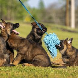 German Shepherd Puppies from Sommerfeld German Shepherds
