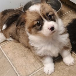 Atalie - Sable Pembroke Welsh Corgi puppy in Ellensburg, Washington from Faery Mount Farm
