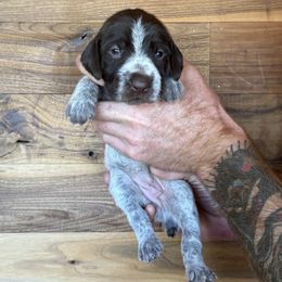 Arrow - Brown and gray female Wirehaired Pointing Griffon puppy in Norwood, Colorado from DOGS COUNTRY GRIFFS