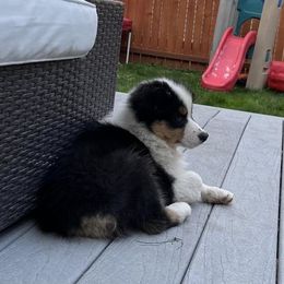 Australian Shepherd Puppies from Nina Scott's Australian Shepherds