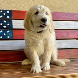 Goldendoodle Puppies from Cute as a Doodle