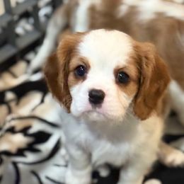 Maison - Blenheim male Cavalier King Charles Spaniel puppy in Ocala, Florida from Ray of Sunshine Spaniels LLC