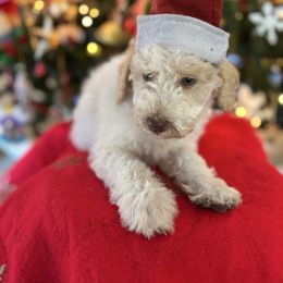 Yuba - Cream male Labradoodle puppy in Somerset, California from Annie’s Animals
