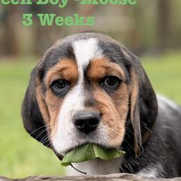 Beagles from Misfit Kennel