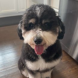 Junie - Bernedoodle