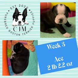 Ace - Black and white male Boston Terrier puppy in Jupiter, Florida from CJM Boston and Boxer Puppies