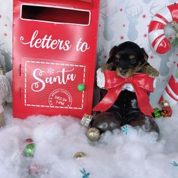 Teacup Princess - Black and tan female Yorkshire Terrier puppy in Lithonia, Georgia from Toy Yorkies Atlanta