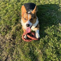 Pembroke Welsh Corgi Puppies from Top-Notch Paws