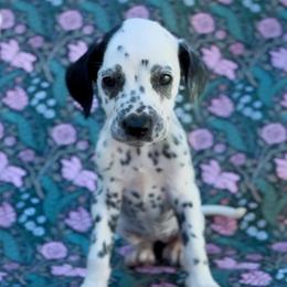 Cameilla - White and black female Dalmatian puppy in Whitwell, Tennessee from Rock a Dalmatian “RockADal”