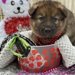 Shiloh Shepherd Puppies from Echo Shilohs