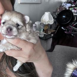 Pomeranian Puppies from Laura Velli