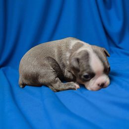 Blue boy 1 Boston - Blue male Boston Terrier puppy in Salisbury, North Carolina from P3 Boston Terriers in NC