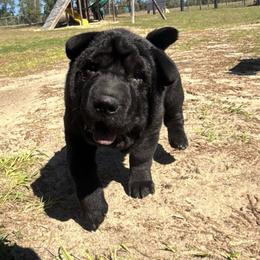 Zoey - Black female Chinese Shar-Pei puppy in Chipley, Florida from HapPei House of Wrinkles
