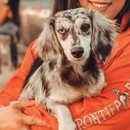 Hazel - Dachshund