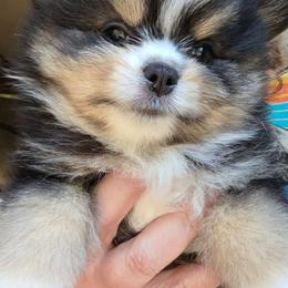 Riviera pup 3 girl 1 - Black and tan female Pomeranian puppy in Carrollton, Georgia from B AND R'S POMERANIAN'S