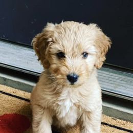 Bernedoodle, Goldendoodle, and Sheepadoodle Puppies from Lindy’s Doodles