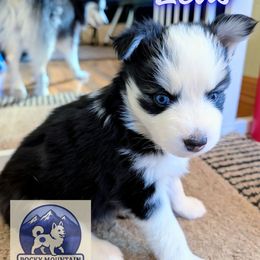 Zeus - Black and white male Pomsky puppy in Kittredge, Colorado from Rocky Mountain Pomskies
