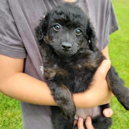 Pam - Phantom female Poodle puppy in Palmyra, Nebraska from Nebraska K9's