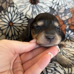 Girl 4 - Black and cream female Dachshund puppy in Stamford, Texas from West Texas Miniature Dachshunds