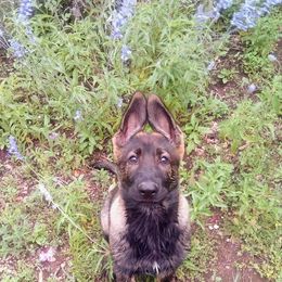 German Shepherd Puppies from Grendelhaus Shepherds