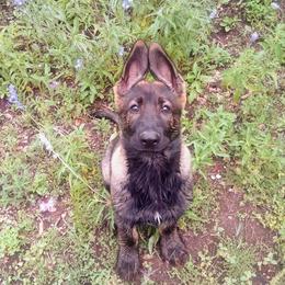 German Shepherd Puppies from Grendelhaus Shepherds