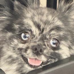 Pomeranian puppies from Peapod Pomeranians