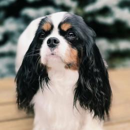 Stella - Cavalier King Charles Spaniel