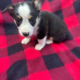 Handsome little boy - Black and tan male Pembroke Welsh Corgi puppy in Vineland, New Jersey from Corgis at the Jersey Shore/Frenchie Connection