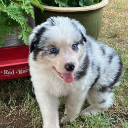 Australian Shepherd Puppies from Red Wagon Aussies