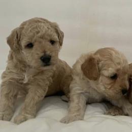 Poodles from Orlando Red Poodles and Doodles